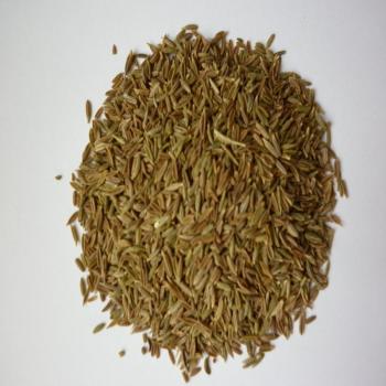 Kreuzkümmel - Cumin ganz