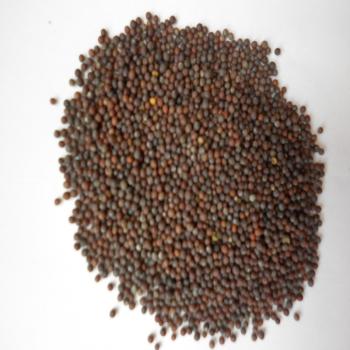 Preview: Senf schwarz braun