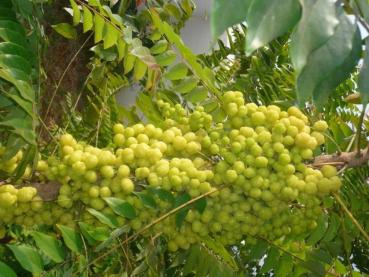 Preview: Amalaki - Amla Churna