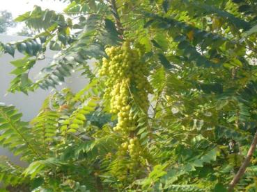 Preview: Amalaki - Amla Churna