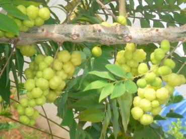 Amalaki - Amla Churna