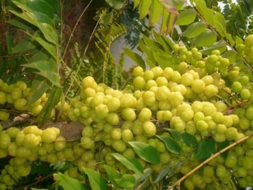 Preview: Amalaki - Amla Churna