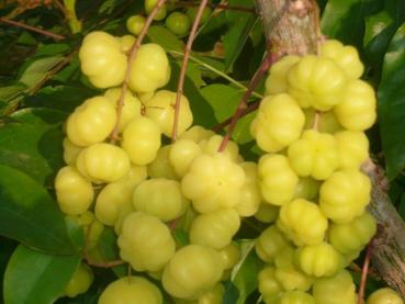 Amalaki - Amla Churna