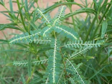 Bhumi Amalaki - Bhumyamalaki Churna