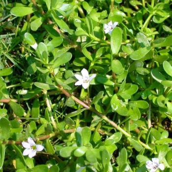 Brahmi Churna (bacopa monnieri)