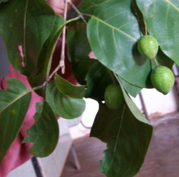 Haritaki Churna Terminalia Chebula