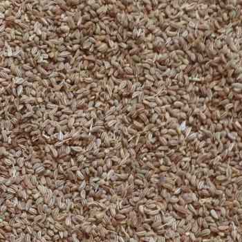 Ajwain - Ajowan ganz