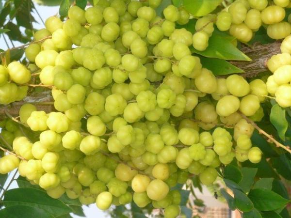 Amalaki - Amla Churna