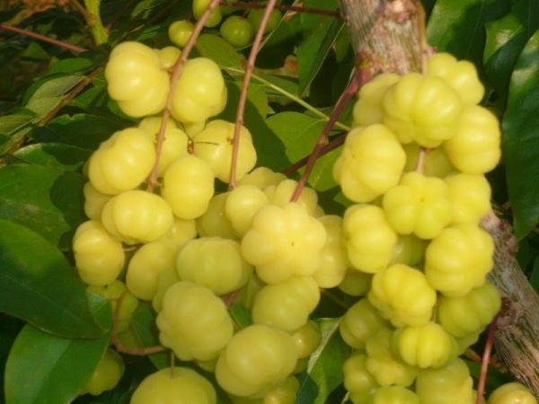 Amalaki - Amla Churna