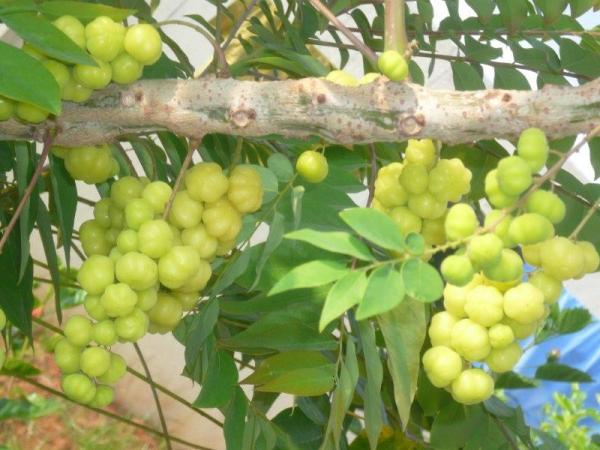 Amalaki - Amla Churna