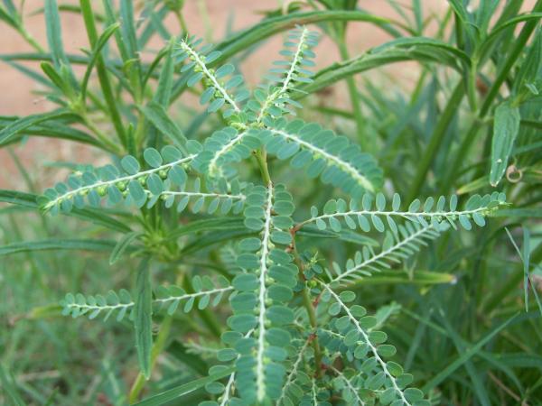 Bhumi Amalaki - Bhumyamalaki Churna