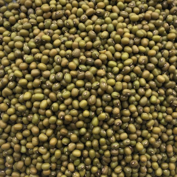 Mung Dal grün - Mungbohnen keimfähig