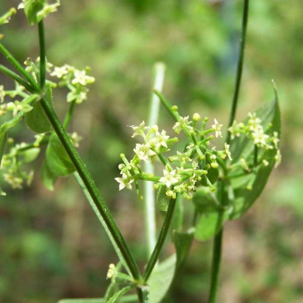 Manjistha Churna (Rubia cordifolia)