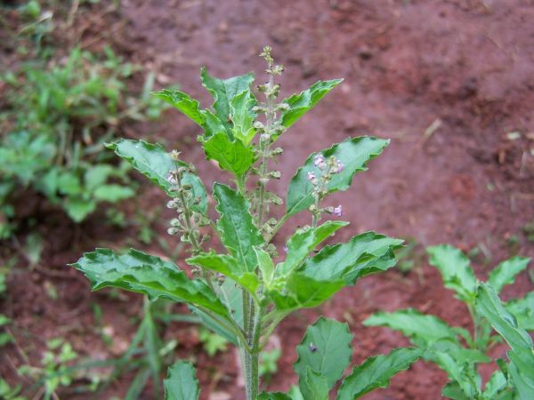 Tulsi Churna (ocimum sanctum)
