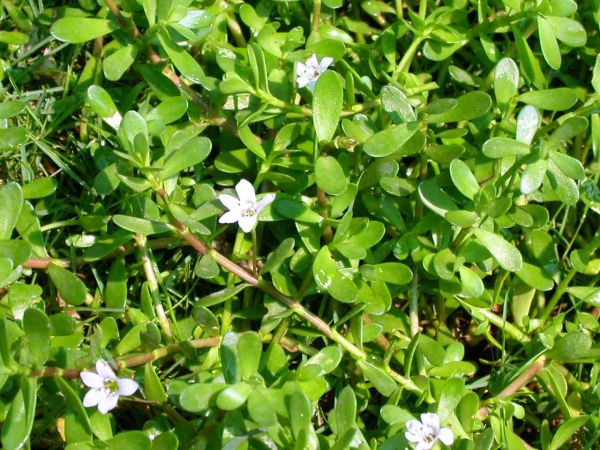 Brahmi Churna (Bacopa Monnieri)