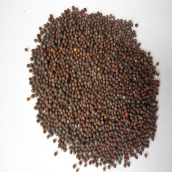 Senf schwarz/braun