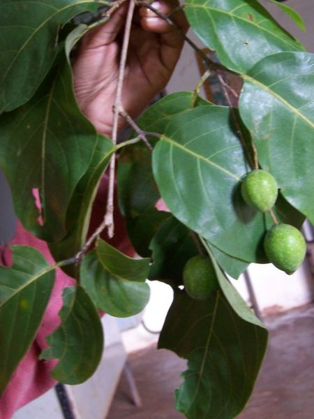Haritaki Churna Terminalia Chebula