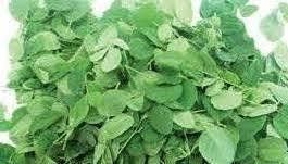 Moringa Oleifera Churna
