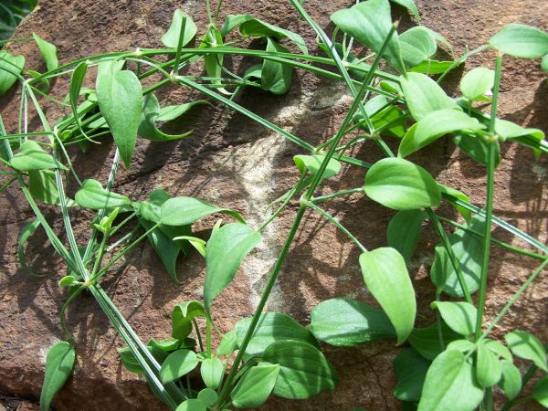 Manjistha Churna (Rubia cordifolia)
