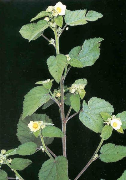 Bala Churna (sida cordiolia )