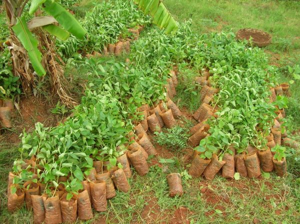 Ashwagandha Churna